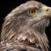 white-tailed eagle, eagle, bird-8298352.jpg